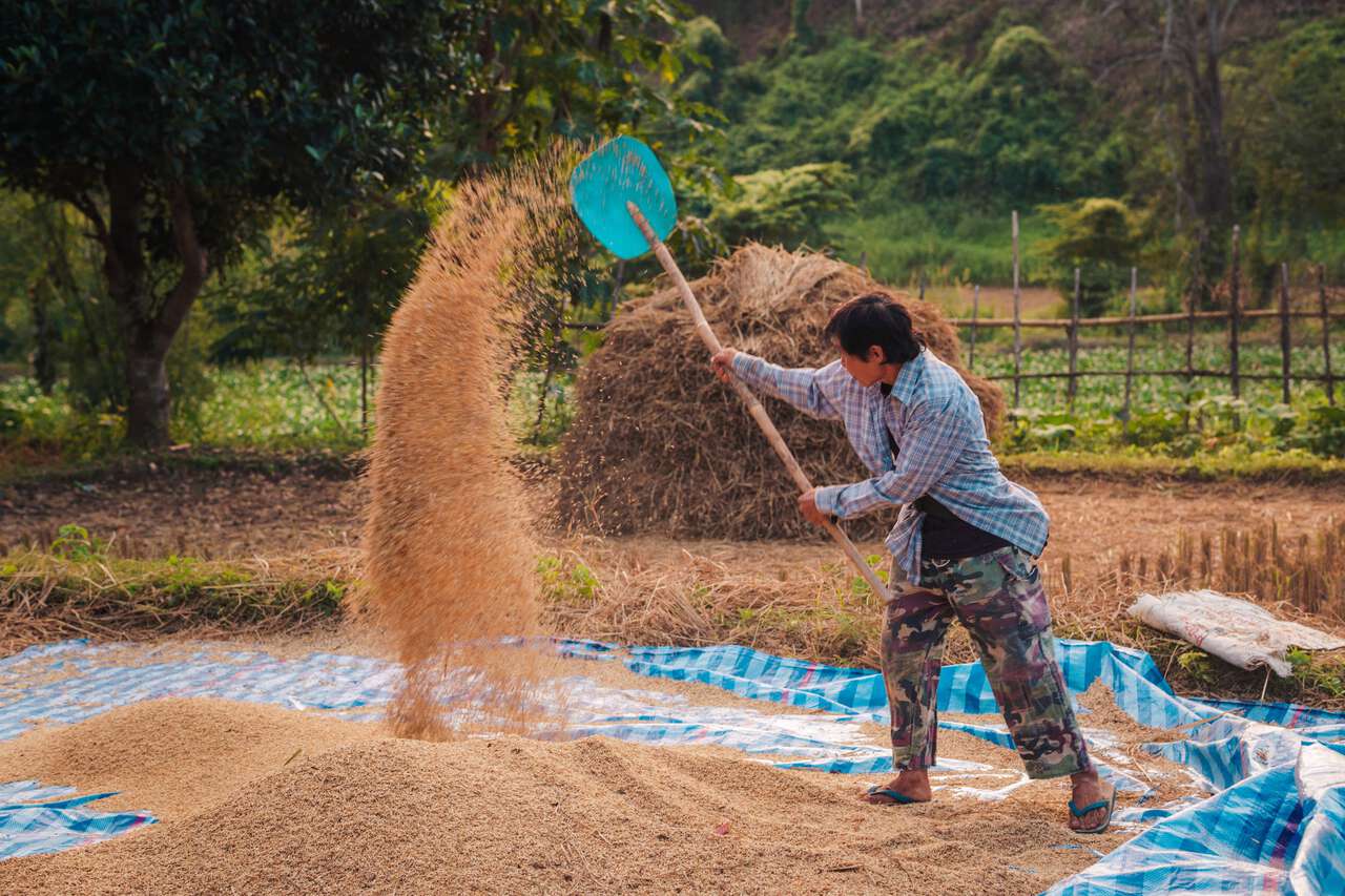 Người dân địa phương chăm sóc ruộng lúa của họ ở Samoeng, Chiang Mai