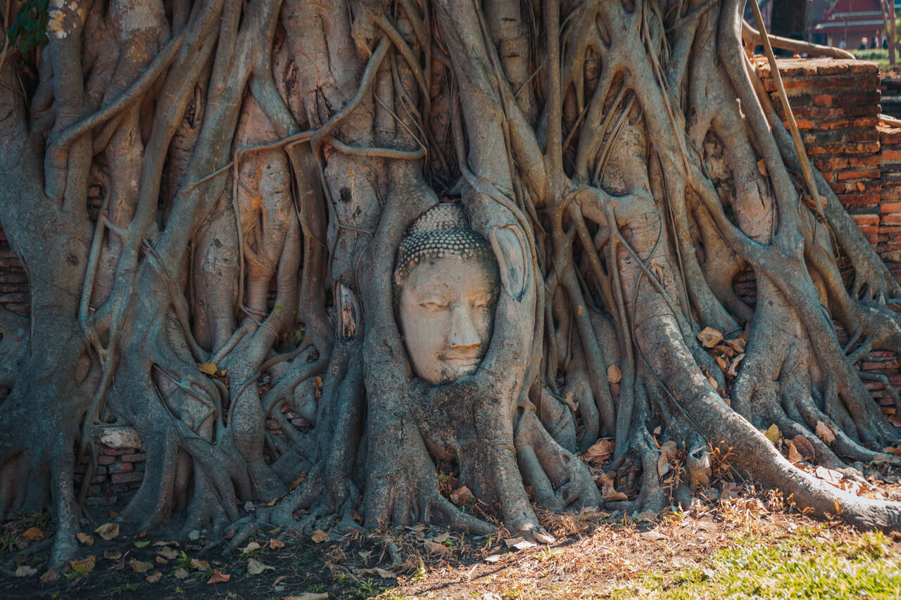 Vảy của Đầu Phật nằm trong rễ của một Cây Đa tại Wat Maha That ở Ayutthaya, Thái Lan.