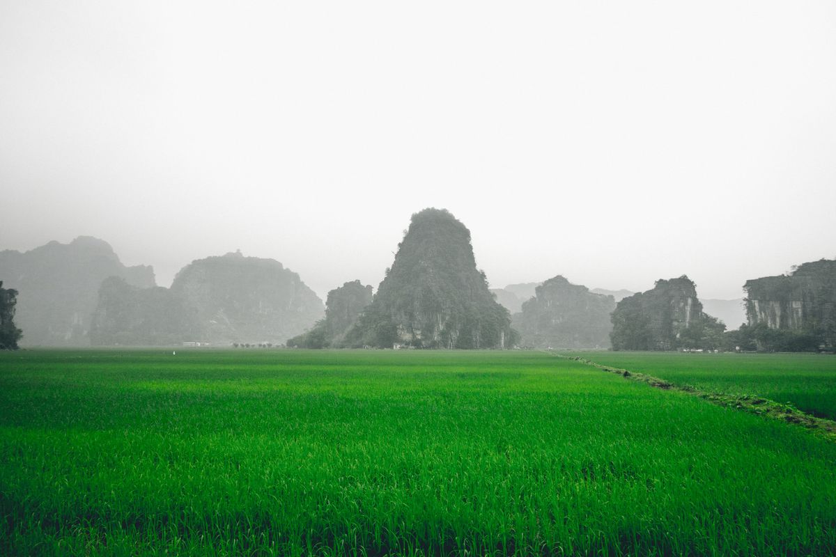 Green rice paddies in Ninh Binh