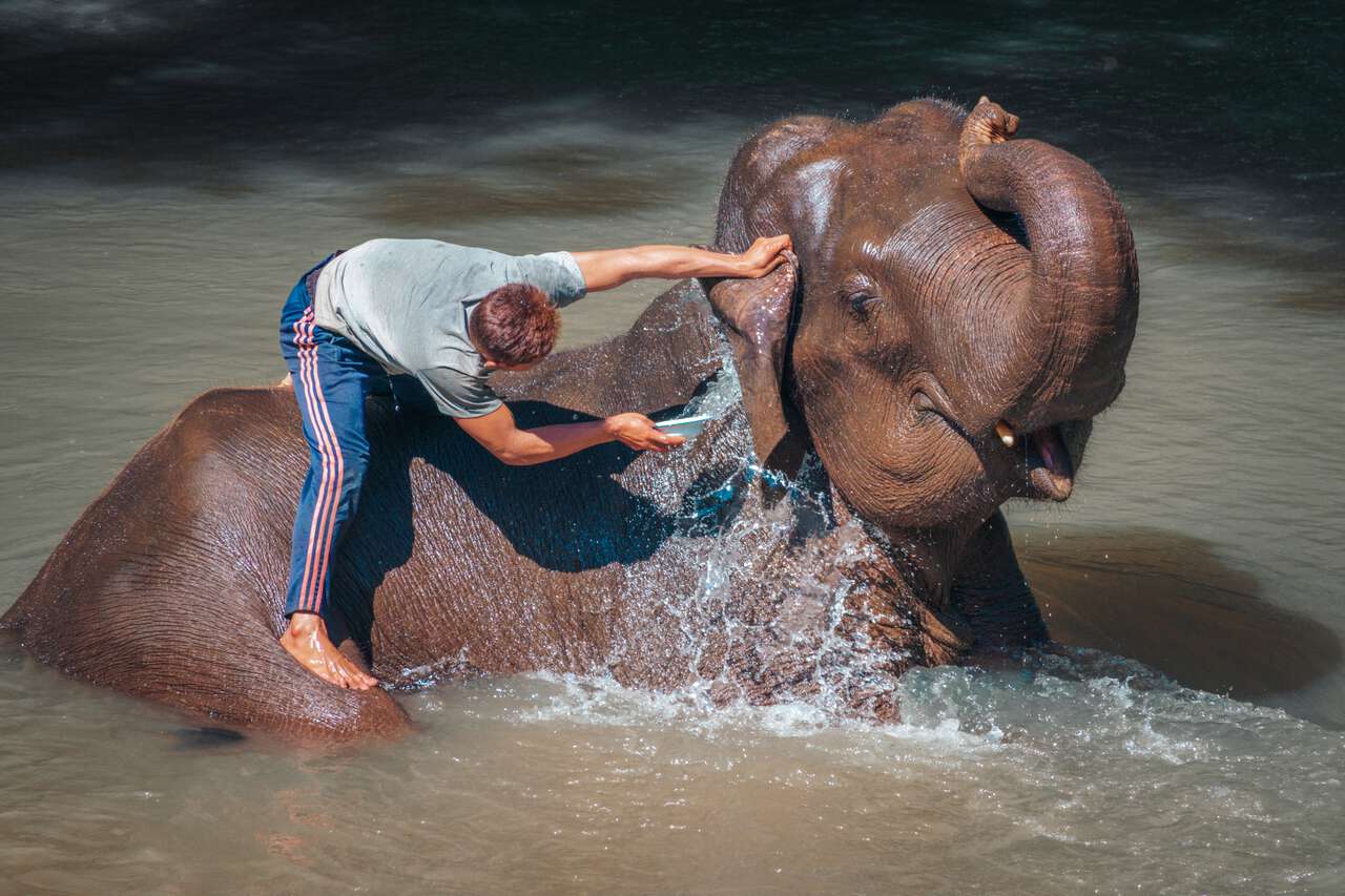 Những chú voi đang tắm mưa ở Chiang Mai