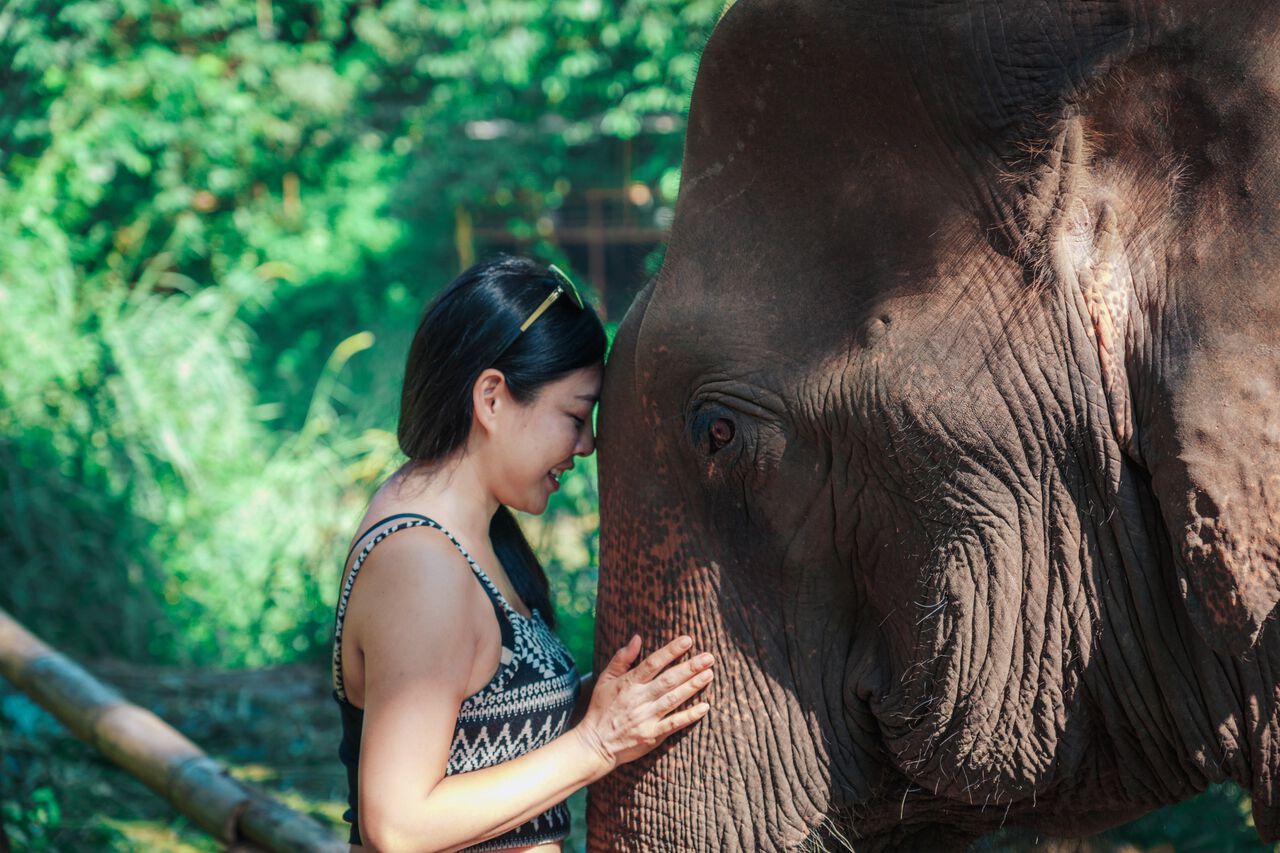 Một người phụ nữ với một con voi ở Chiang Mai