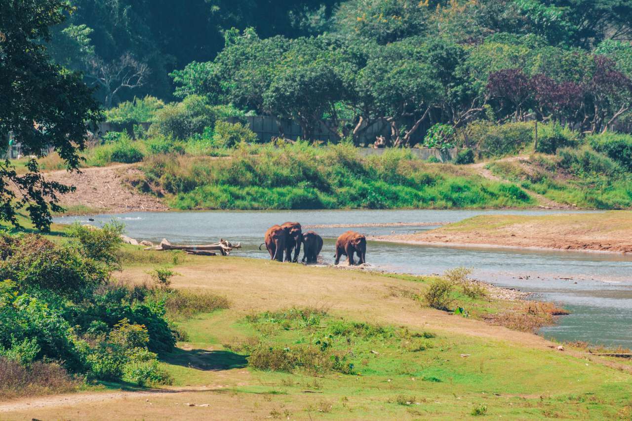Một đàn voi đi dạo dọc bờ sông tại Công viên Voi Tự nhiên