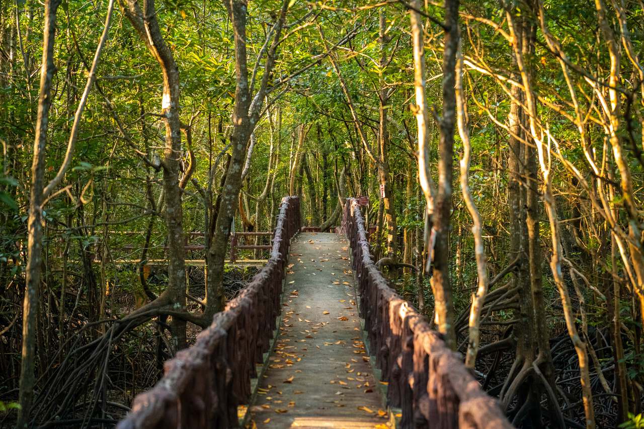 Lối đi trong rừng ngập mặn ở Tỉnh Krabi vào lúc hoàng hôn