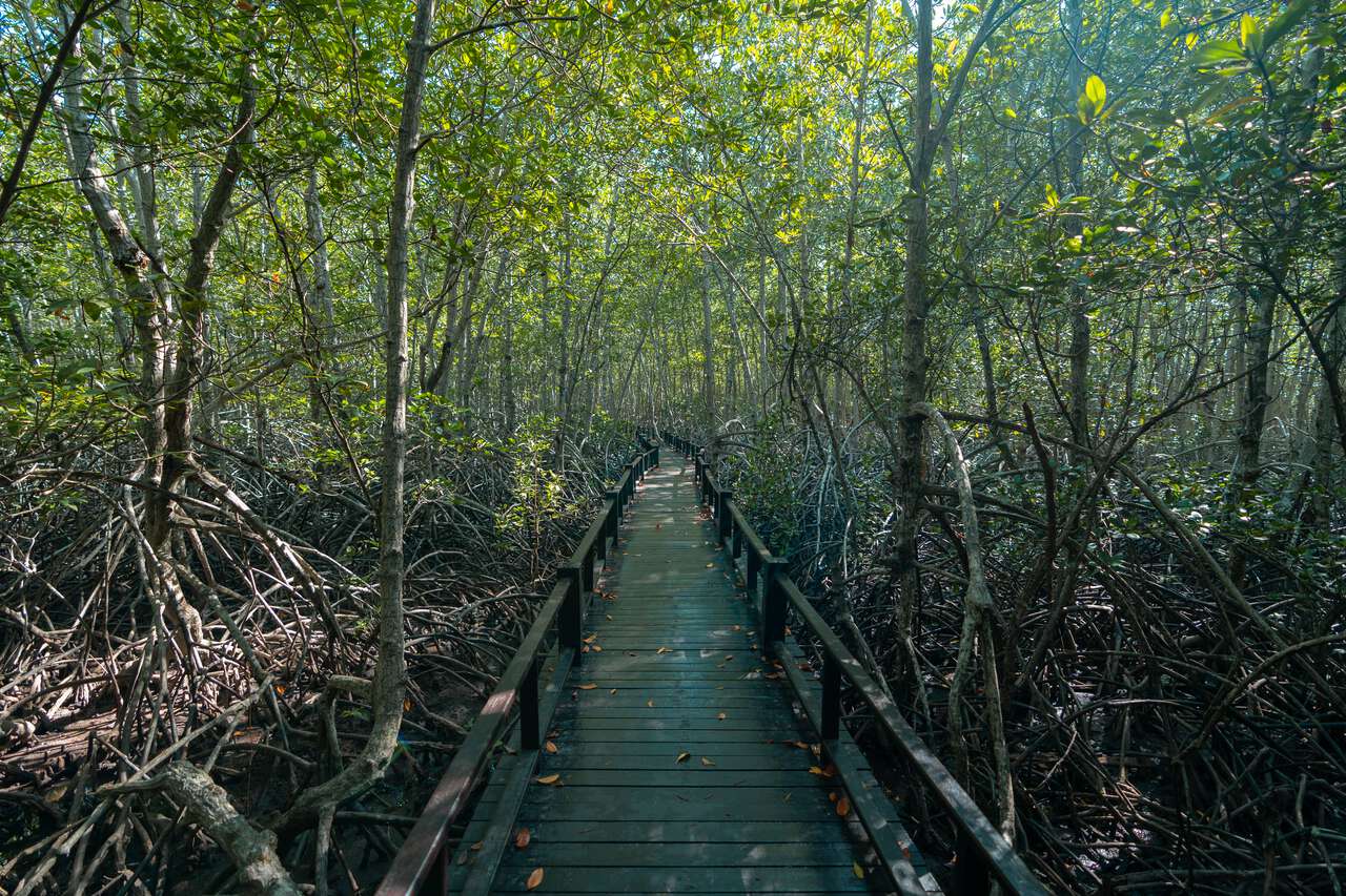 Con đường đi bộ rợp bóng cây xuyên qua rừng ngập mặn ở Hua Hin, Thái Lan