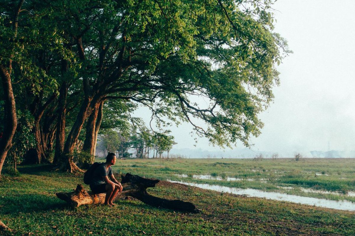 Một người ngồi dưới gốc cây ở Habarana, Sri Lanka