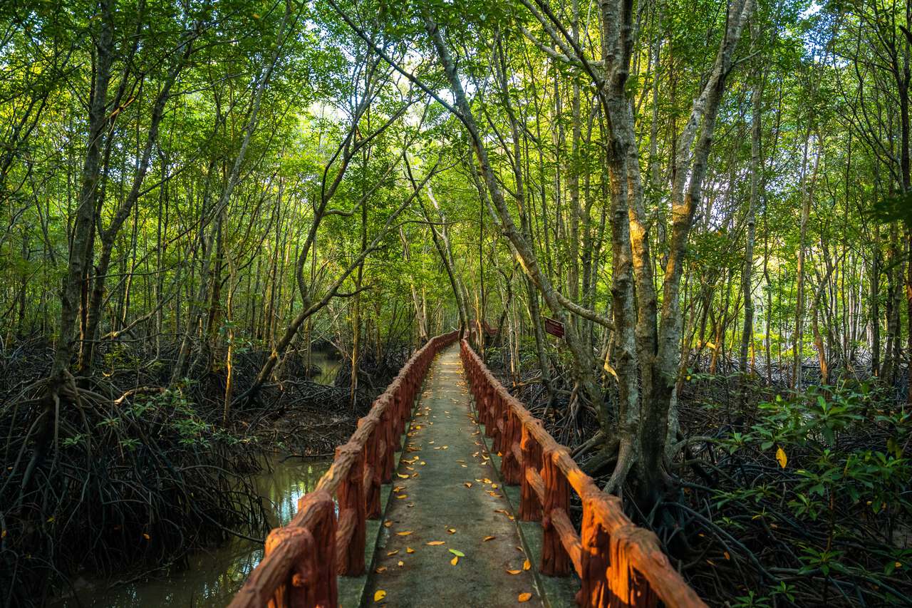 Lối đi rừng ngập mặn ở Tỉnh Krabi