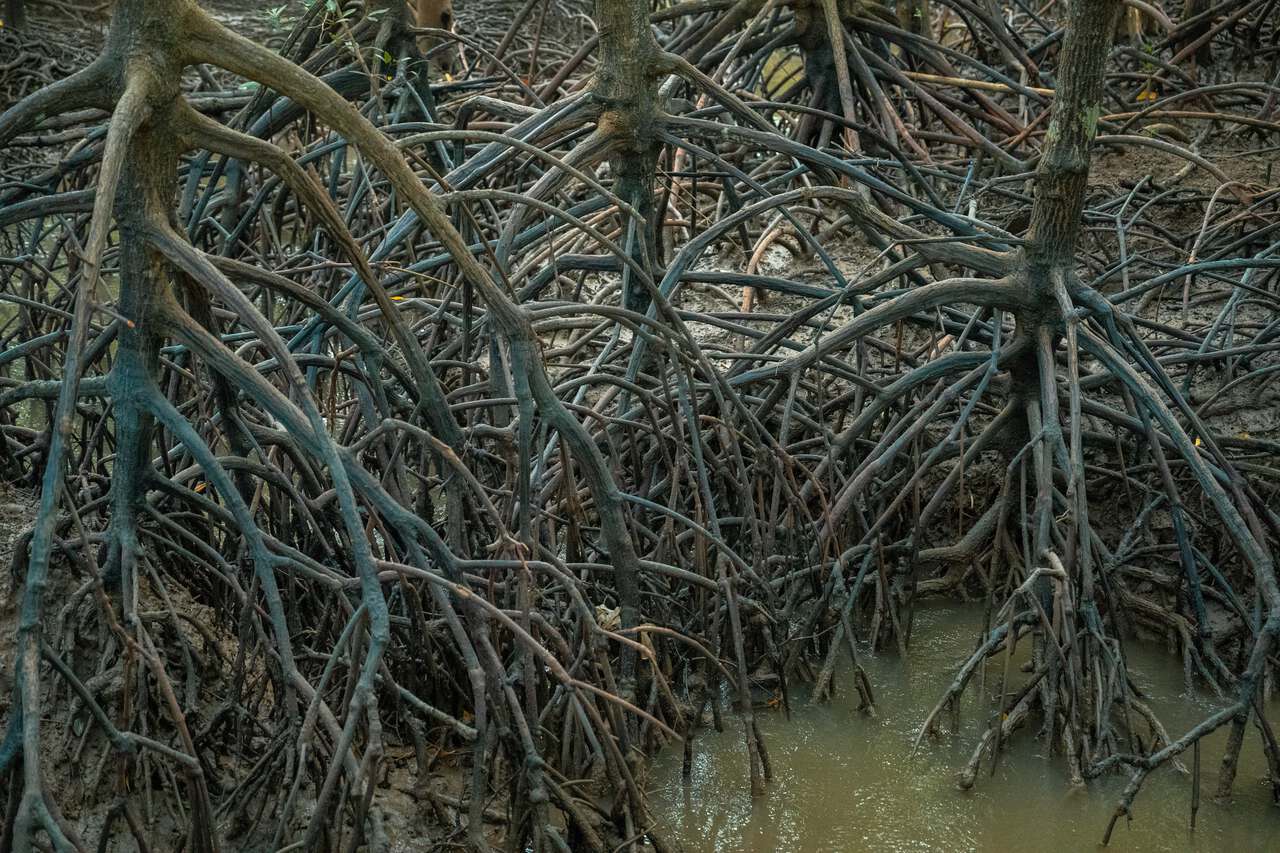 Rễ cây ngập mặn ở Tỉnh Krabi
