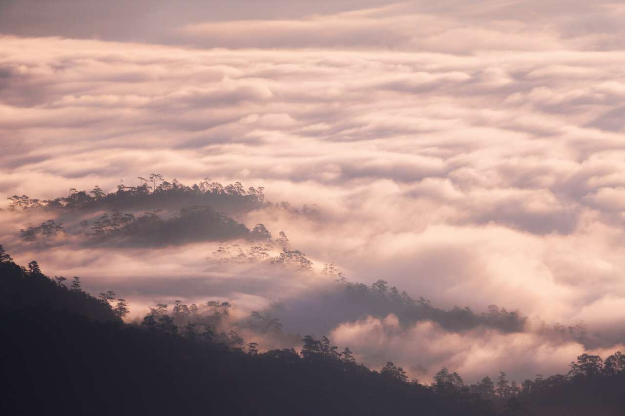 Một đám mây sương mù từ Công viên quốc gia Huai Nam Dang ở Chiang Mai