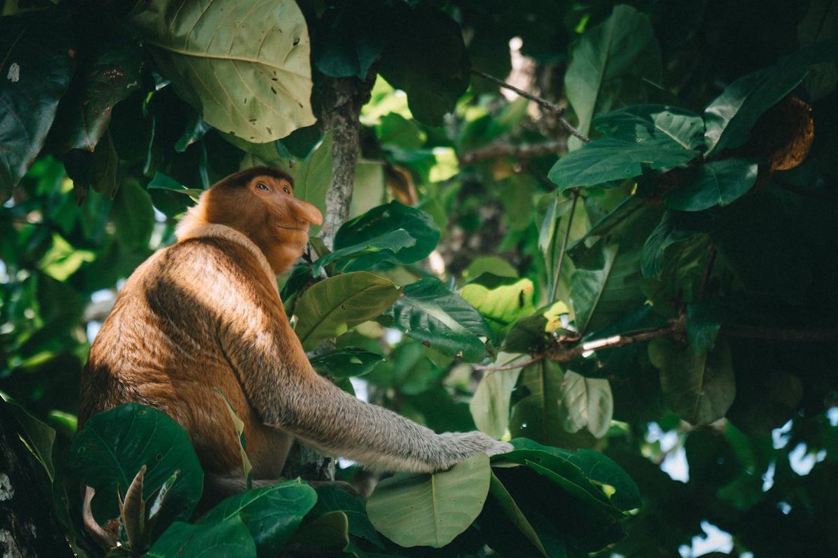 Một con khỉ vòi được nhìn thấy tại Công viên quốc gia Bako