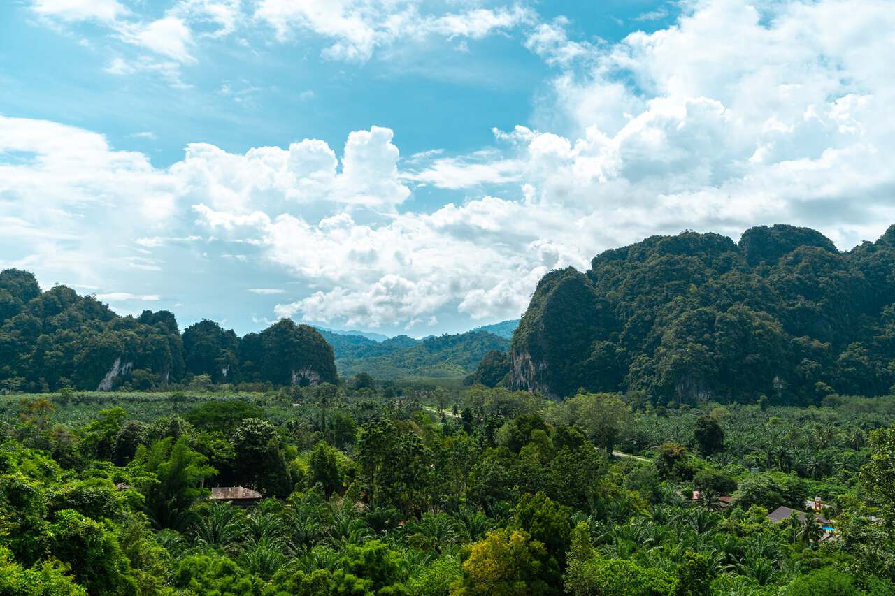 Quan điểm từ một con đường mòn trong Vườn quốc gia Khlong Phanom ở Khao Sok