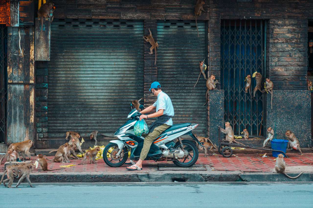 Một chiếc xe máy cố gắng vượt qua bầy khỉ ở Lopburi.