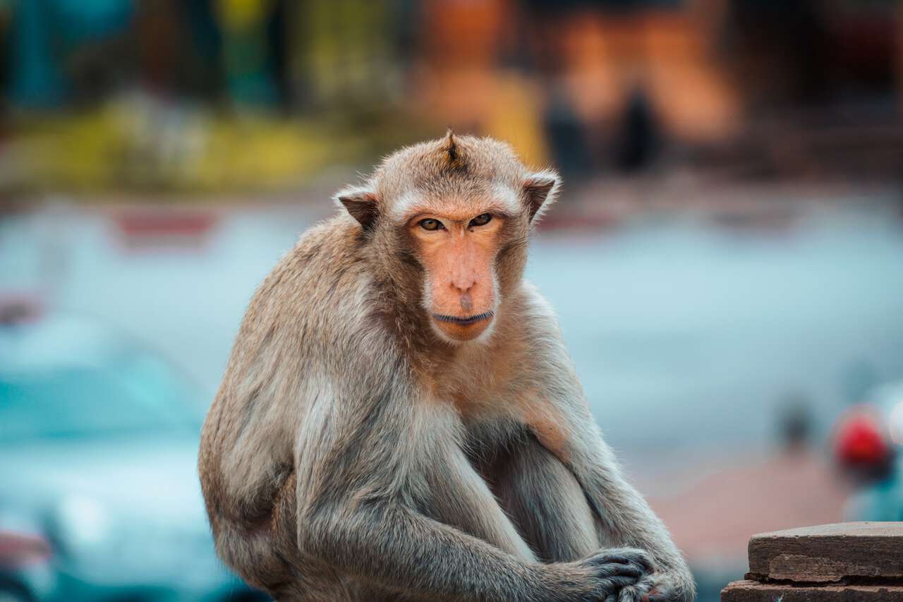 Một con khỉ rất ăn ảnh ở Lopburi