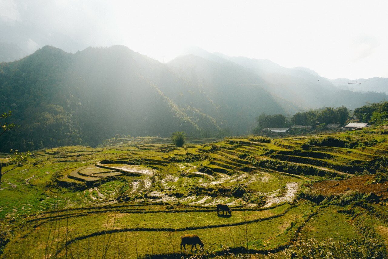 Vô số cánh đồng lúa đang chờ bạn khám phá ở Sapa.