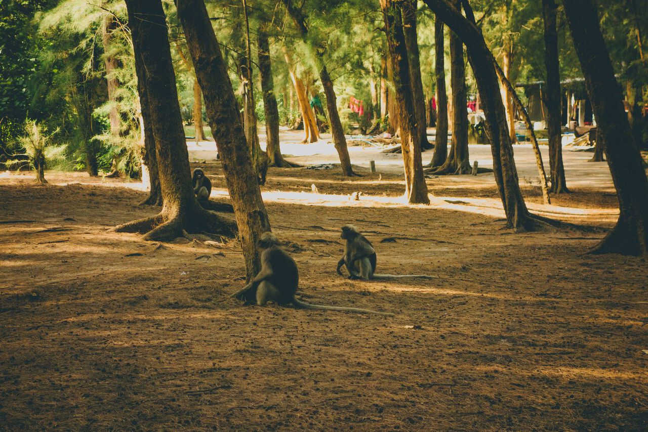 Những chú khỉ dọc đường mòn đến hang động Phraya Nakhon ở Hua Hin, Thái Lan