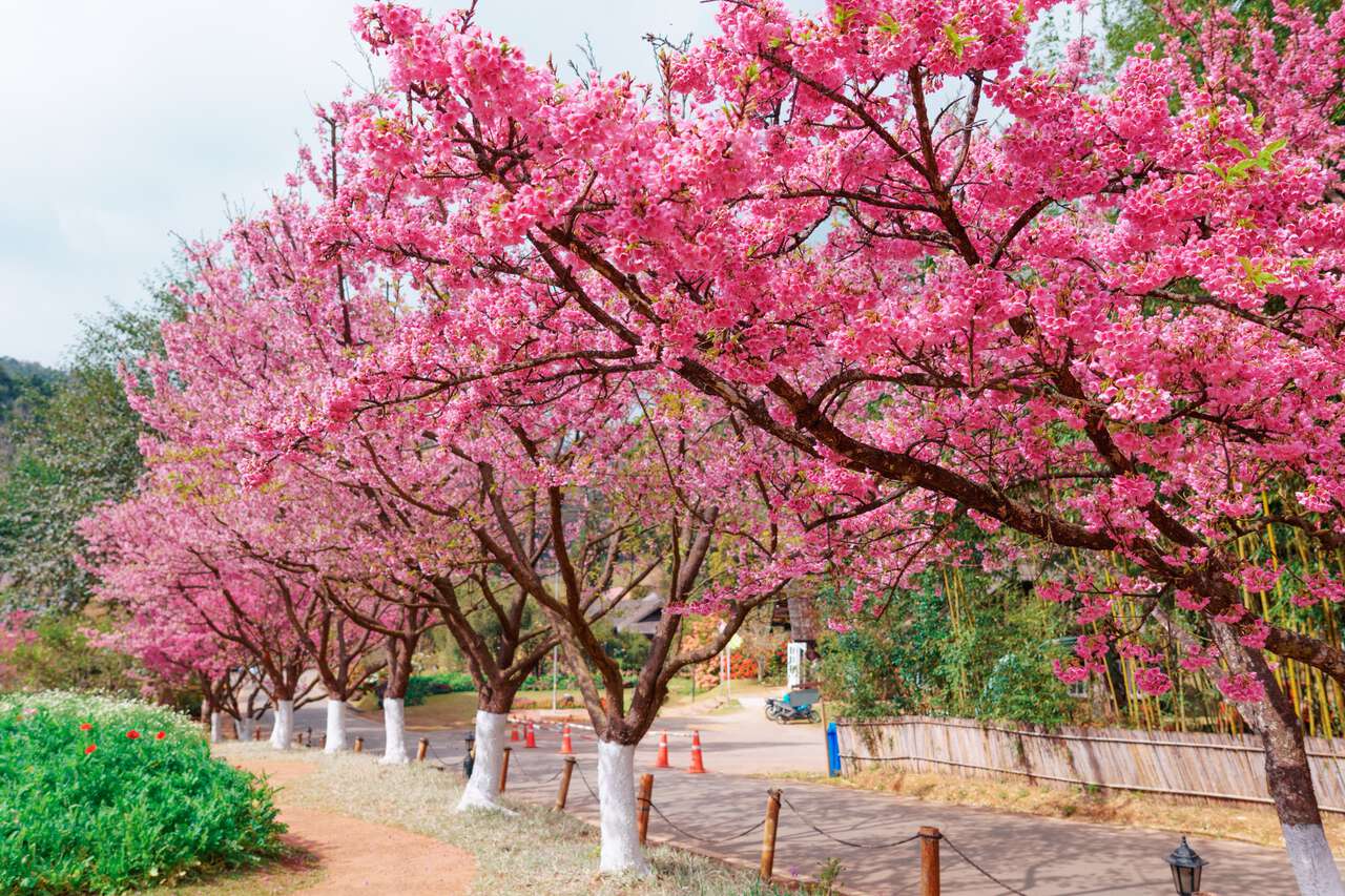 Hoa anh đào Thái Lan tại Vườn bách thảo 80 ở Doi Ang Khang, Chiang Mai