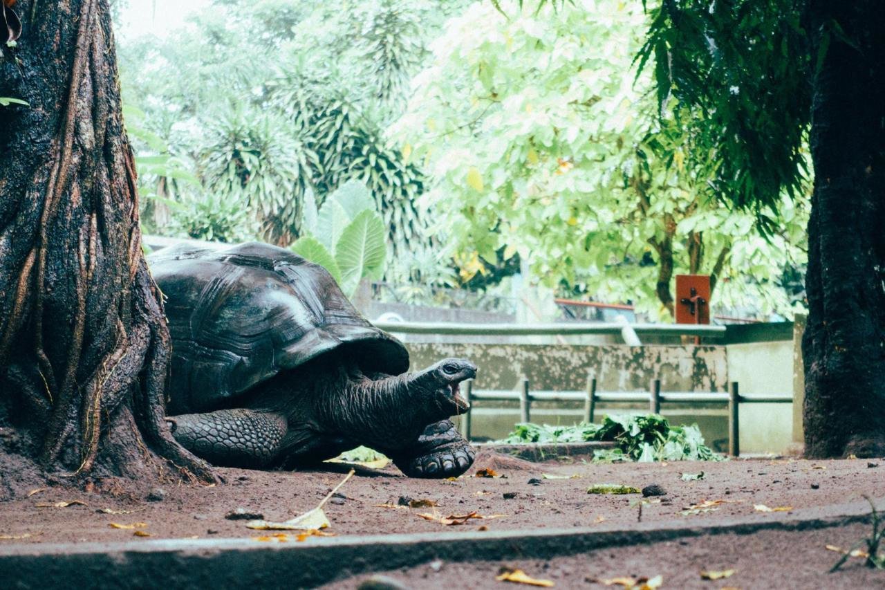 Một con rùa tuyệt vời tại Vườn thú Gembira Loka ở Yogyakarta