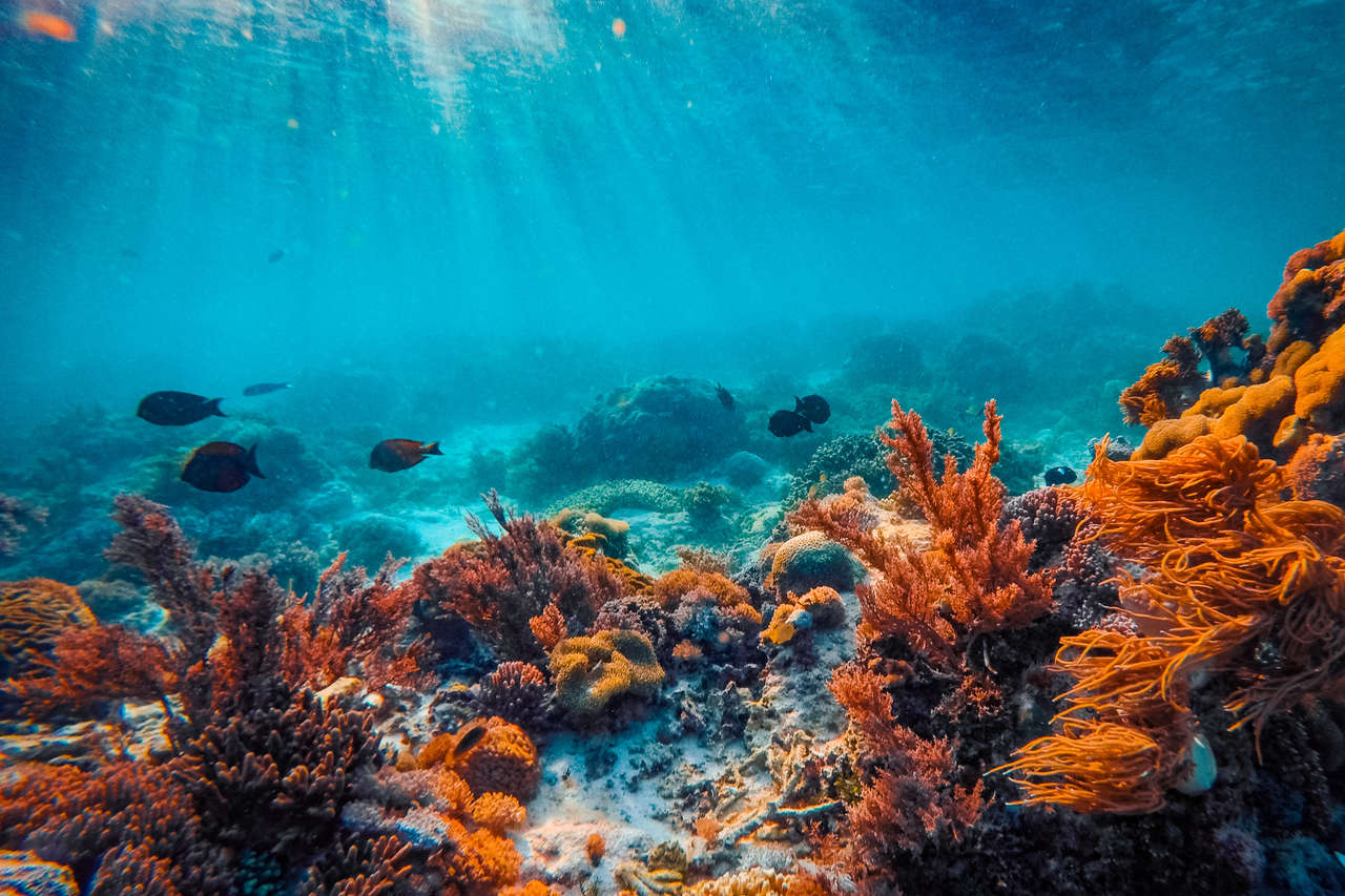 Du thuyền sẽ đi qua Công Viên Quốc Gia Komodo và sẽ thả bạn tại Labuan Bajo ở Flores