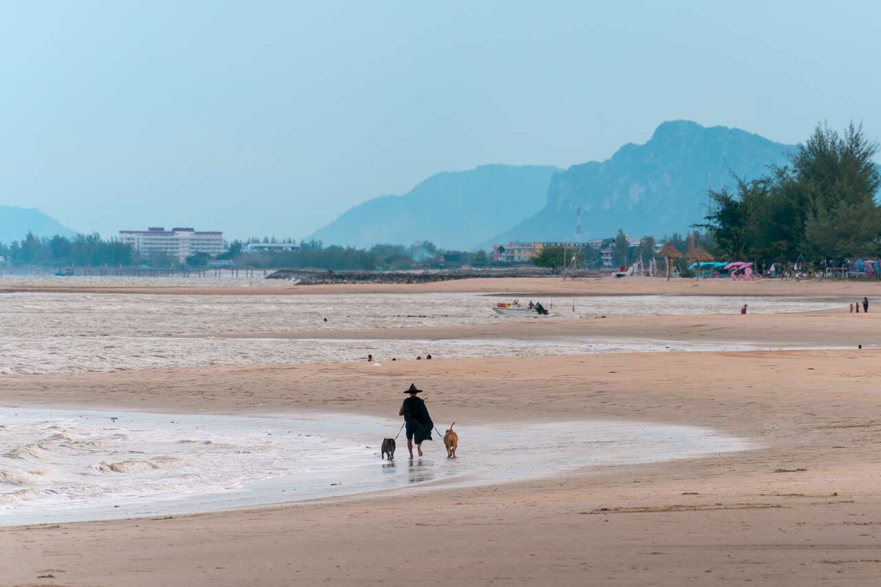 Một người đi dạo cùng 2 chú chó của mình trên bãi biển Chao Samran ở Phetchaburi